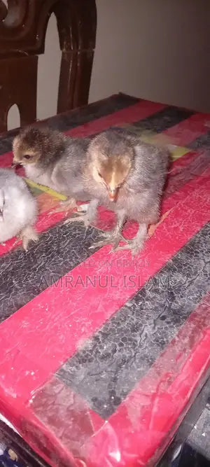 Two Brahma Chickens for Sale