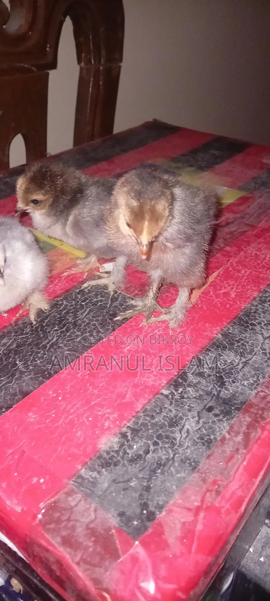 Two Brahma Chickens for Sale