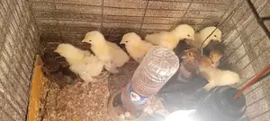 Two Brahma Chickens for Sale