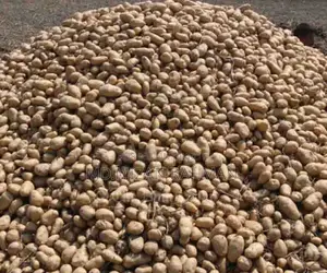 New Diamond Potatoes. Get potatoes of all sizes, big and small.