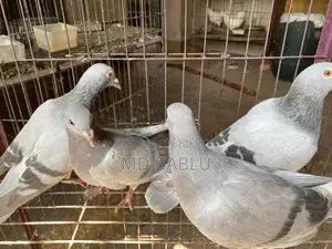 সিলভার রেসার বেবি