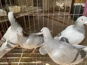 সিলভার রেসার বেবি