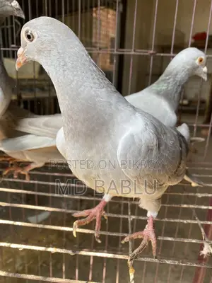সিলভার রেসার বেবি