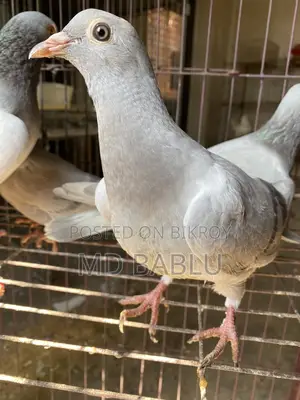 সিলভার রেসার বেবি