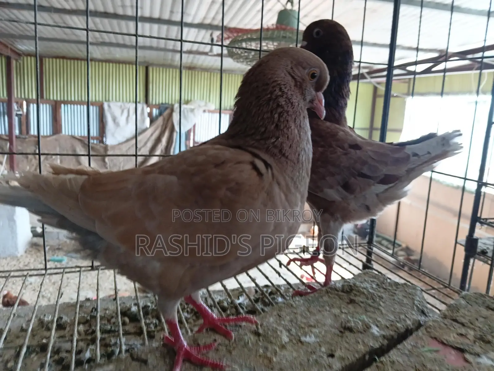 মডেনা রানিং পেয়ার