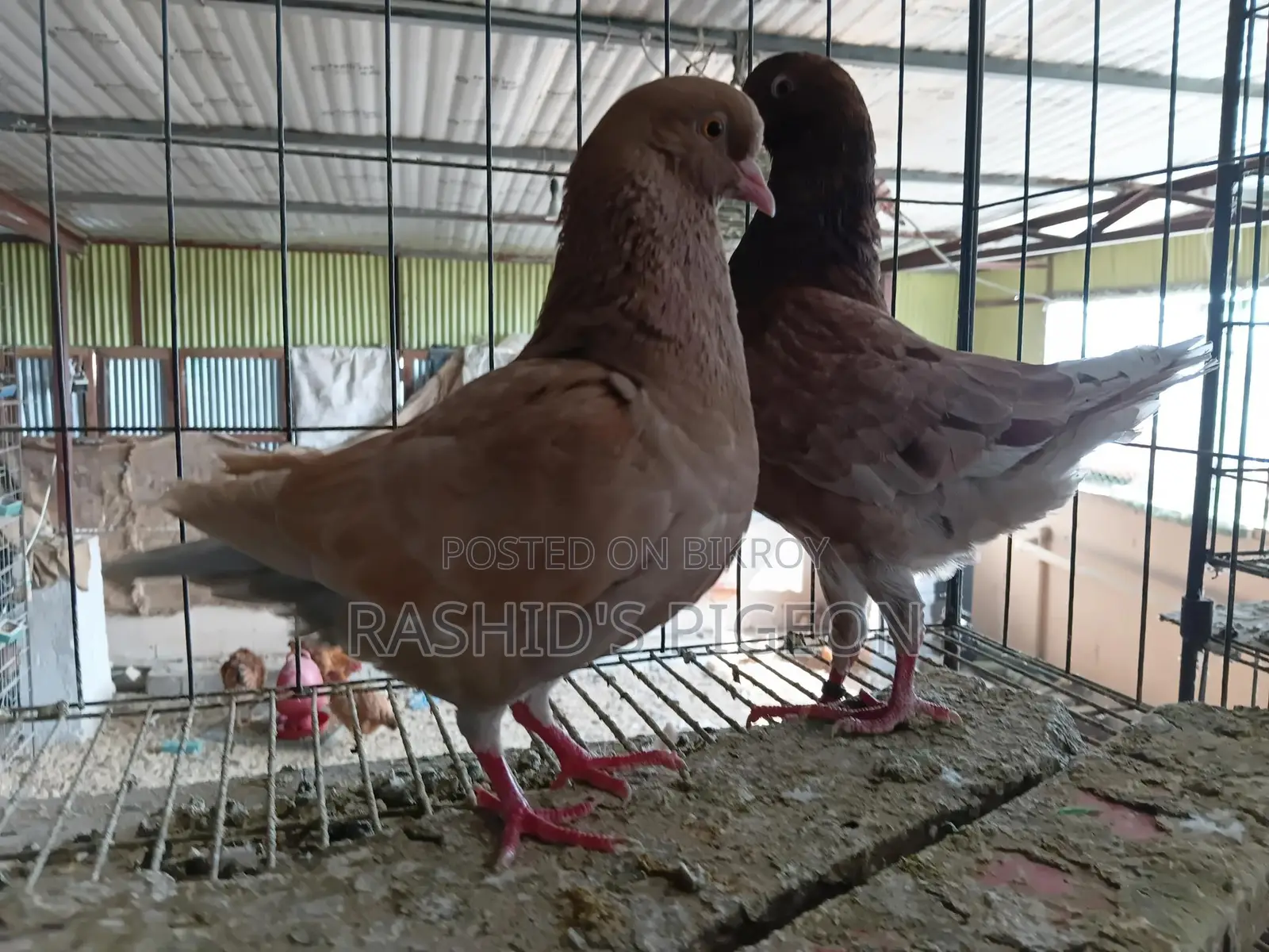 মডেনা রানিং পেয়ার