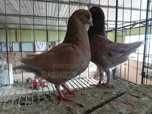 মডেনা রানিং পেয়ার