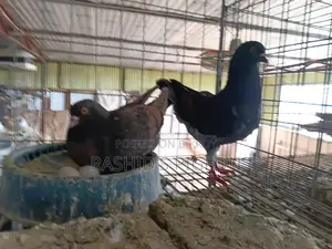 মডেনা রানিং পেয়ার