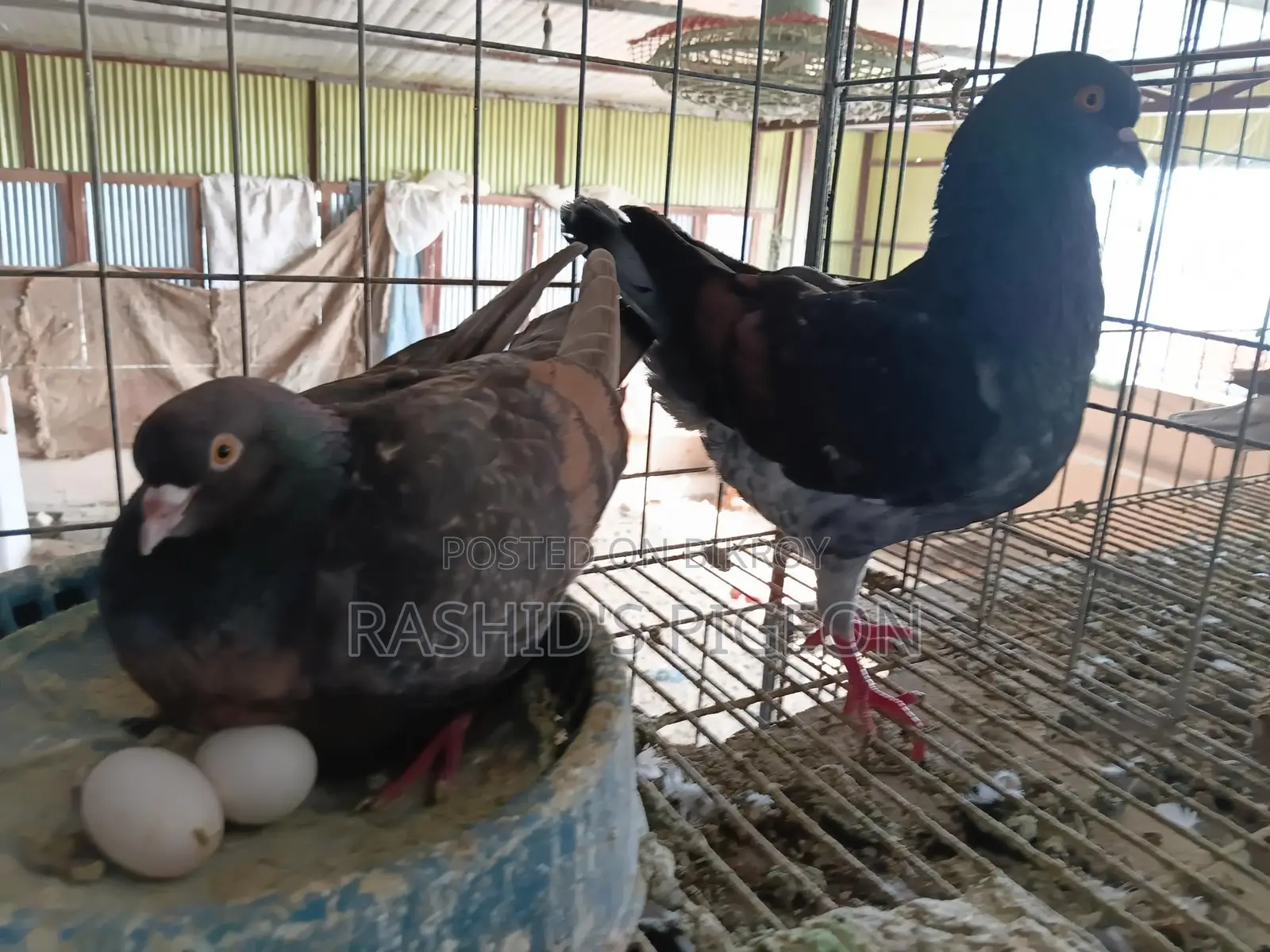 মডেনা রানিং পেয়ার
