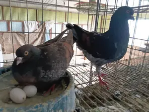 মডেনা রানিং পেয়ার