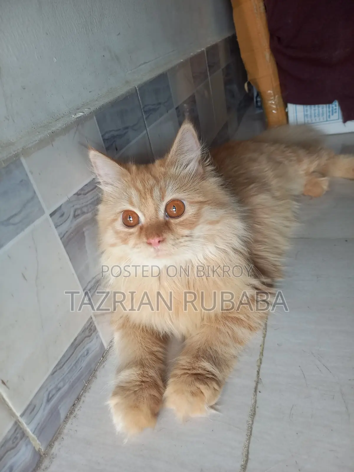 পার্সিয়ান বিড়াল বিক্রি করা হবে