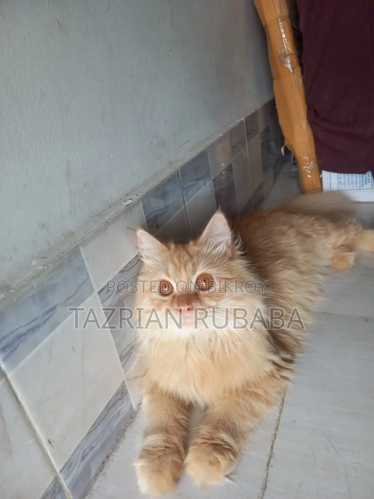 পার্সিয়ান বিড়াল বিক্রি করা হবে
