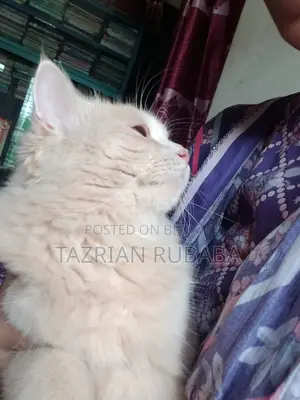 পার্সিয়ান বিড়াল বিক্রি করা হবে
