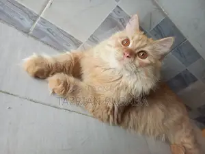 পার্সিয়ান বিড়াল বিক্রি করা হবে