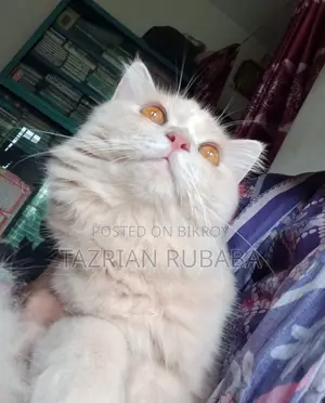 পার্সিয়ান বিড়াল বিক্রি করা হবে