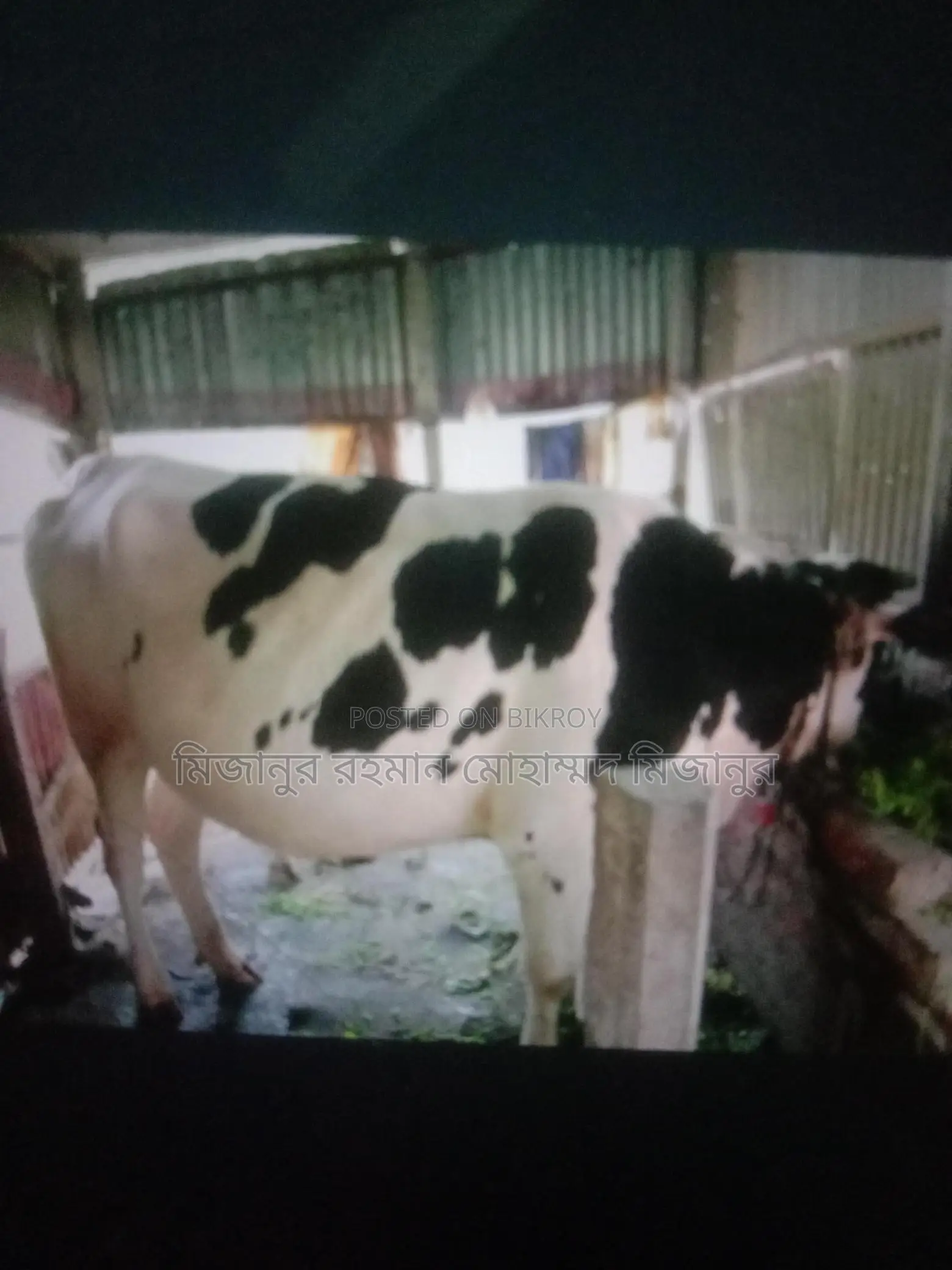 Australian Cow, 9 Months Pregnant