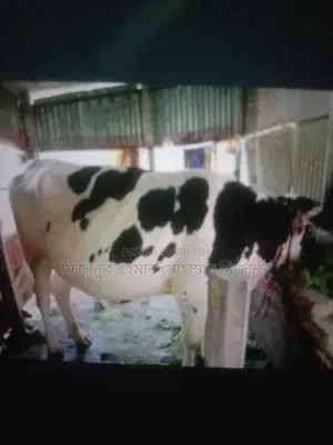 Australian Cow, 9 Months Pregnant