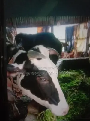 Australian Cow, 9 Months Pregnant