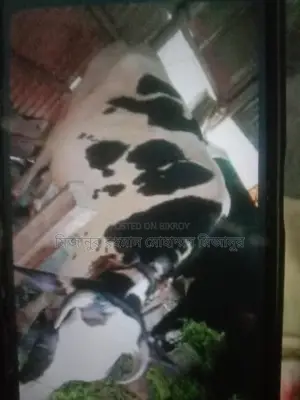 Australian Cow, 9 Months Pregnant