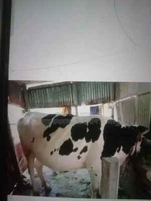 Australian Cow, 9 Months Pregnant
