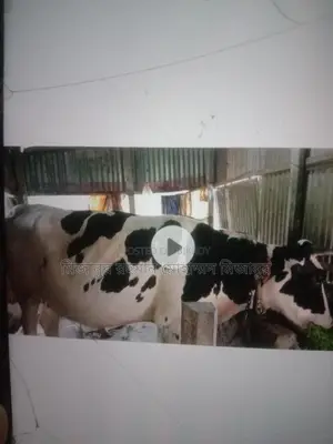 Australian Cow, 9 Months Pregnant