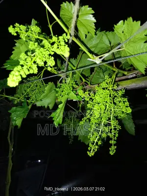 বিদেশি মিষ্টি আংগুর এর চারা