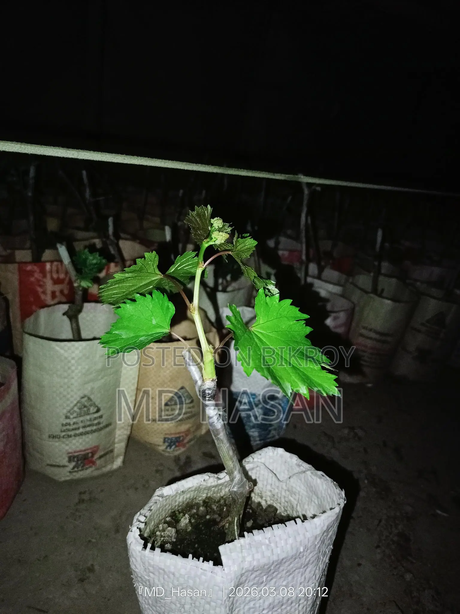 বিদেশি মিষ্টি আংগুর এর চারা