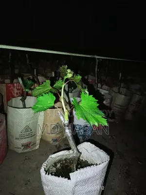 বিদেশি মিষ্টি আংগুর এর চারা