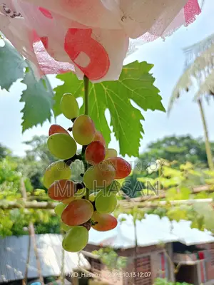 বিদেশি মিষ্টি আংগুর এর চারা