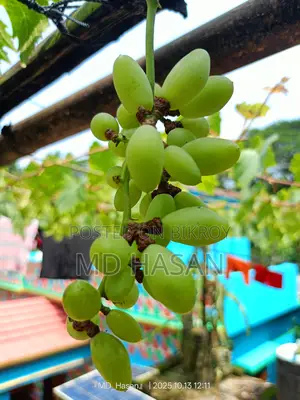 বিদেশি মিষ্টি আংগুর এর চারা