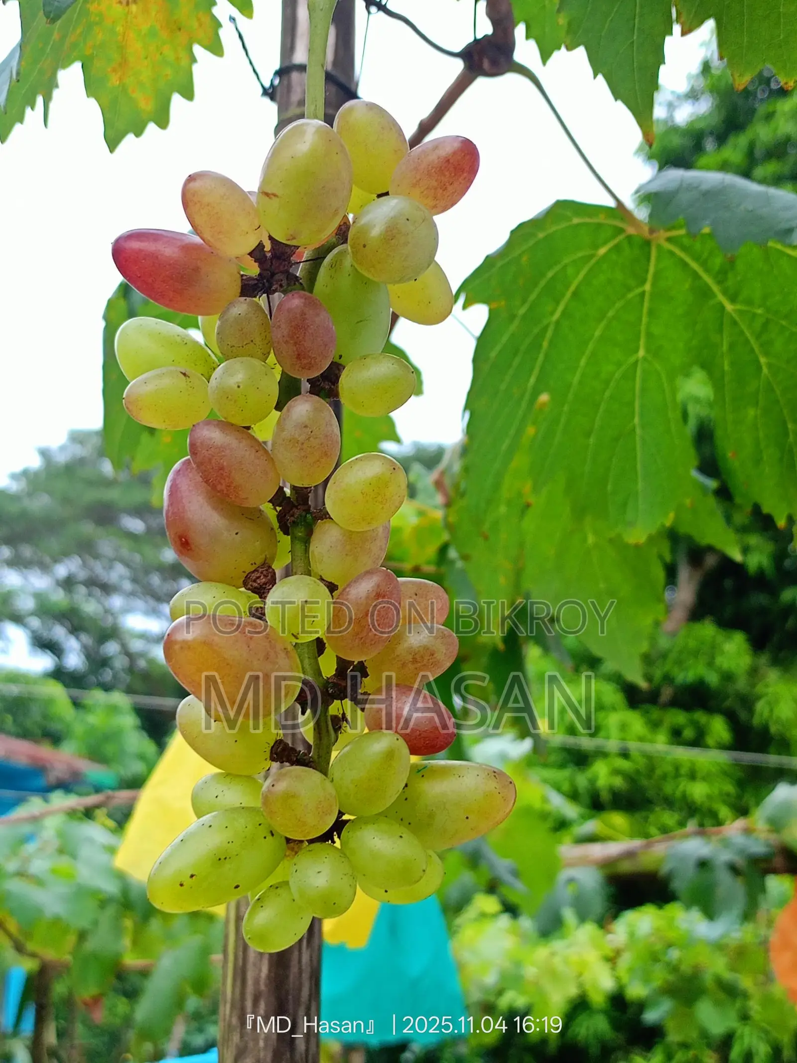 বিদেশি মিষ্টি আংগুর এর চারা