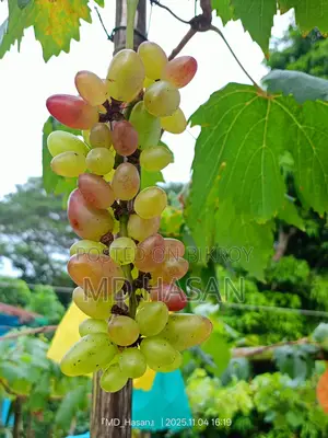 বিদেশি মিষ্টি আংগুর এর চারা