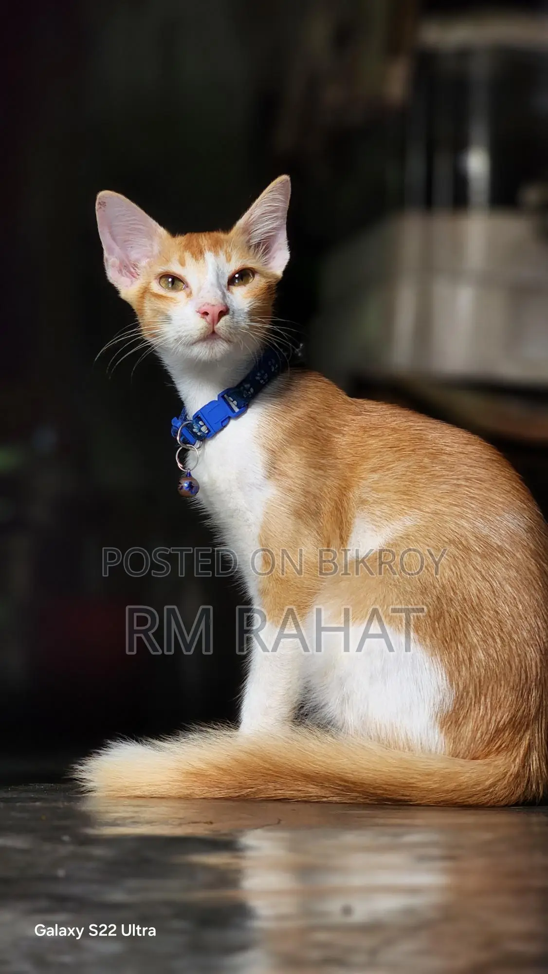 বিড়াল Adoption