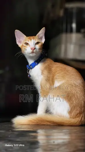 বিড়াল Adoption