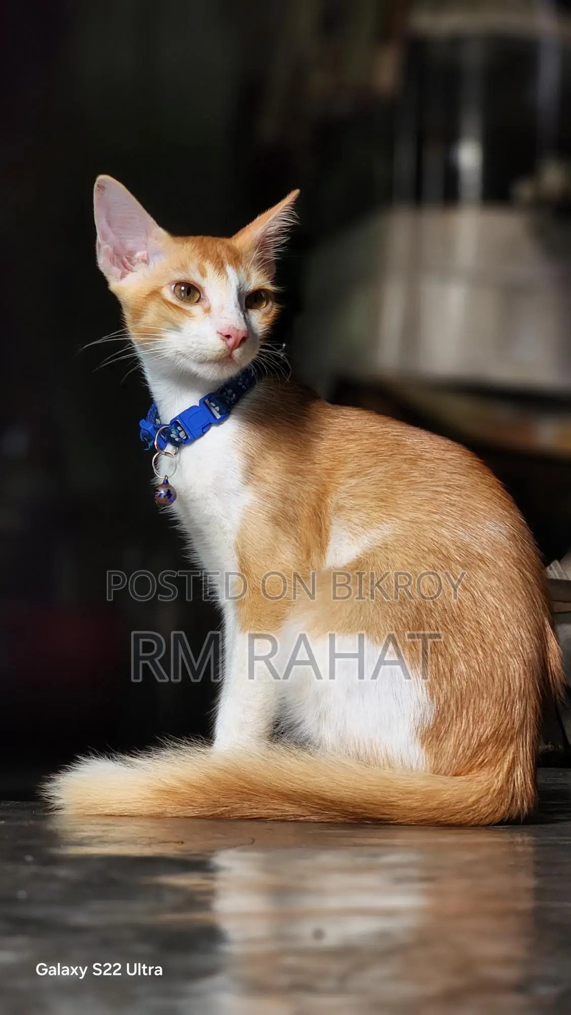 বিড়াল Adoption