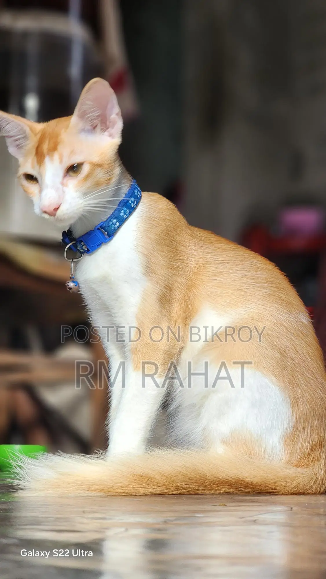 বিড়াল Adoption