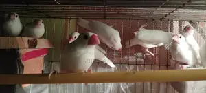 ৫ জোড়া নিউ অ্যাডাল্ট সাদা জাভা পাখি হাত বদল করা হবে
