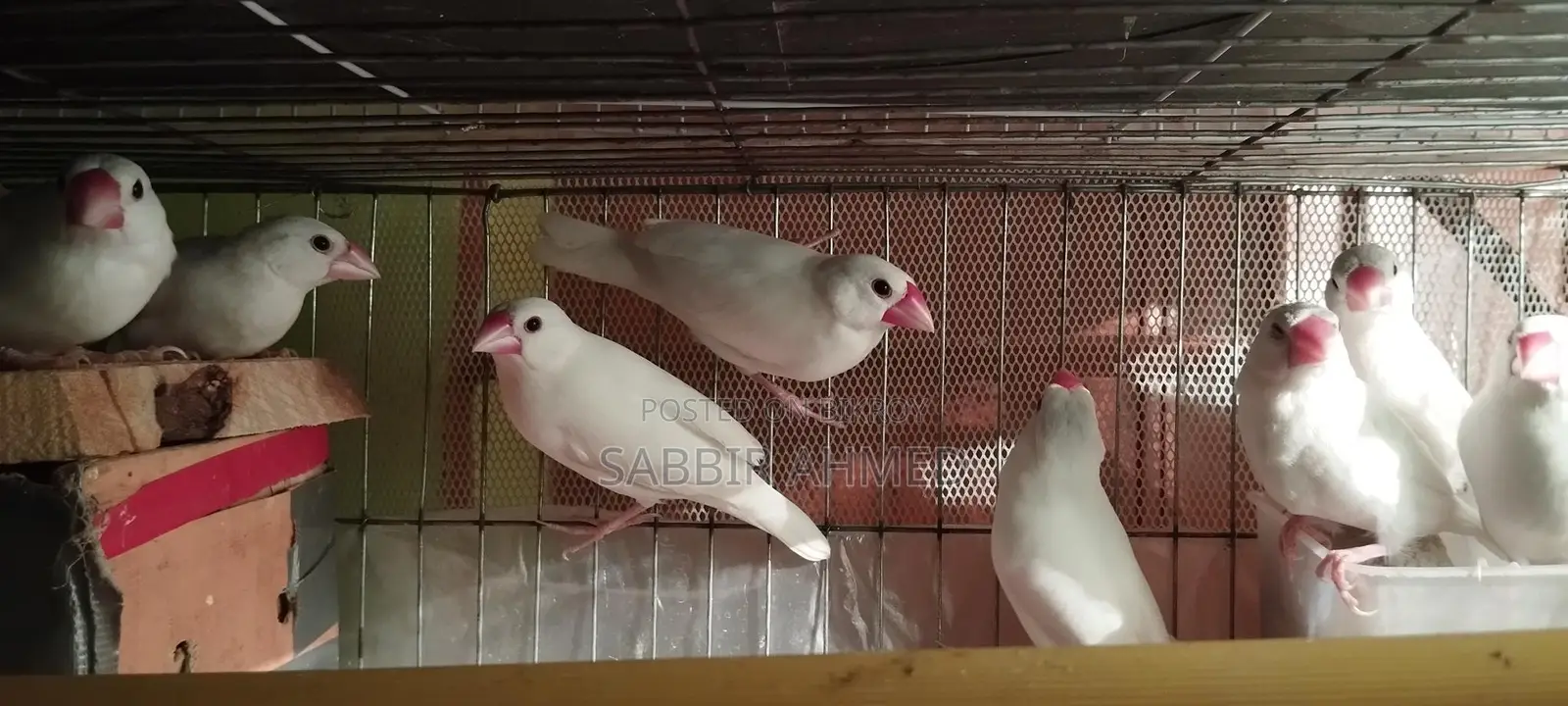 ৫ জোড়া নিউ অ্যাডাল্ট সাদা জাভা পাখি হাত বদল করা হবে