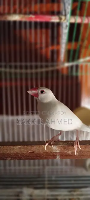 ৫ জোড়া নিউ অ্যাডাল্ট সাদা জাভা পাখি হাত বদল করা হবে