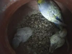 বাচ্চাসহ বাজরিকা পাখি