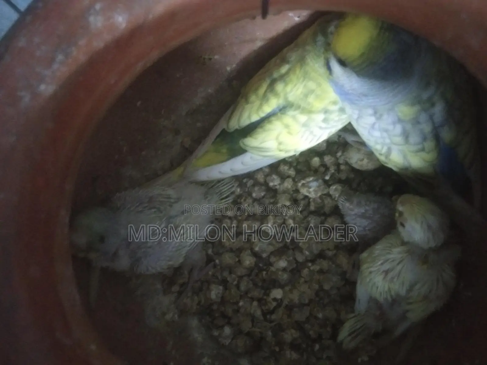 বাচ্চাসহ বাজরিকা পাখি