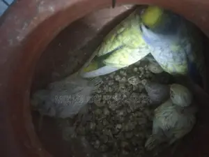 বাচ্চাসহ বাজরিকা পাখি