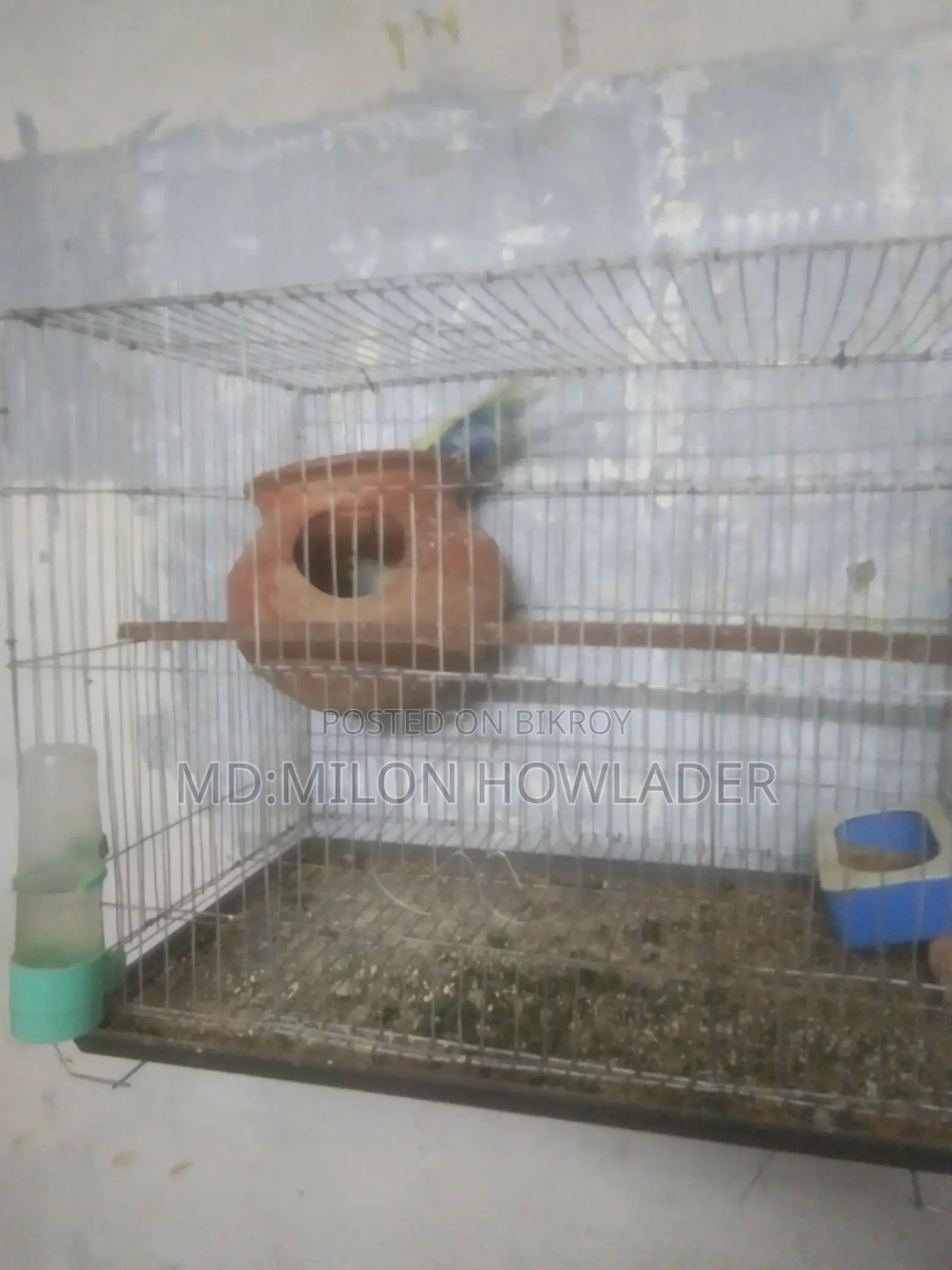 বাচ্চাসহ বাজরিকা পাখি