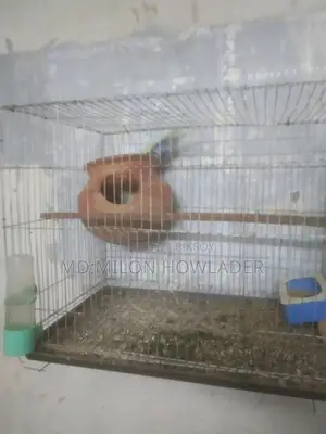 বাচ্চাসহ বাজরিকা পাখি