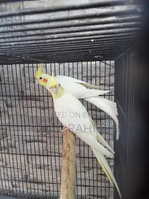 রানিং লুটিনো ককাটেল জোড়া