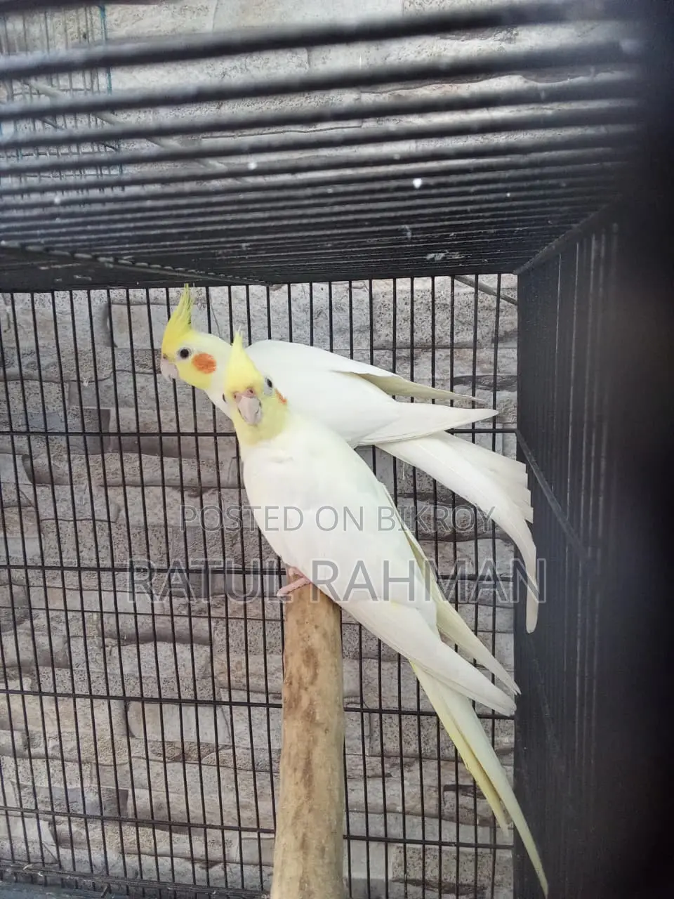 রানিং লুটিনো ককাটেল জোড়া