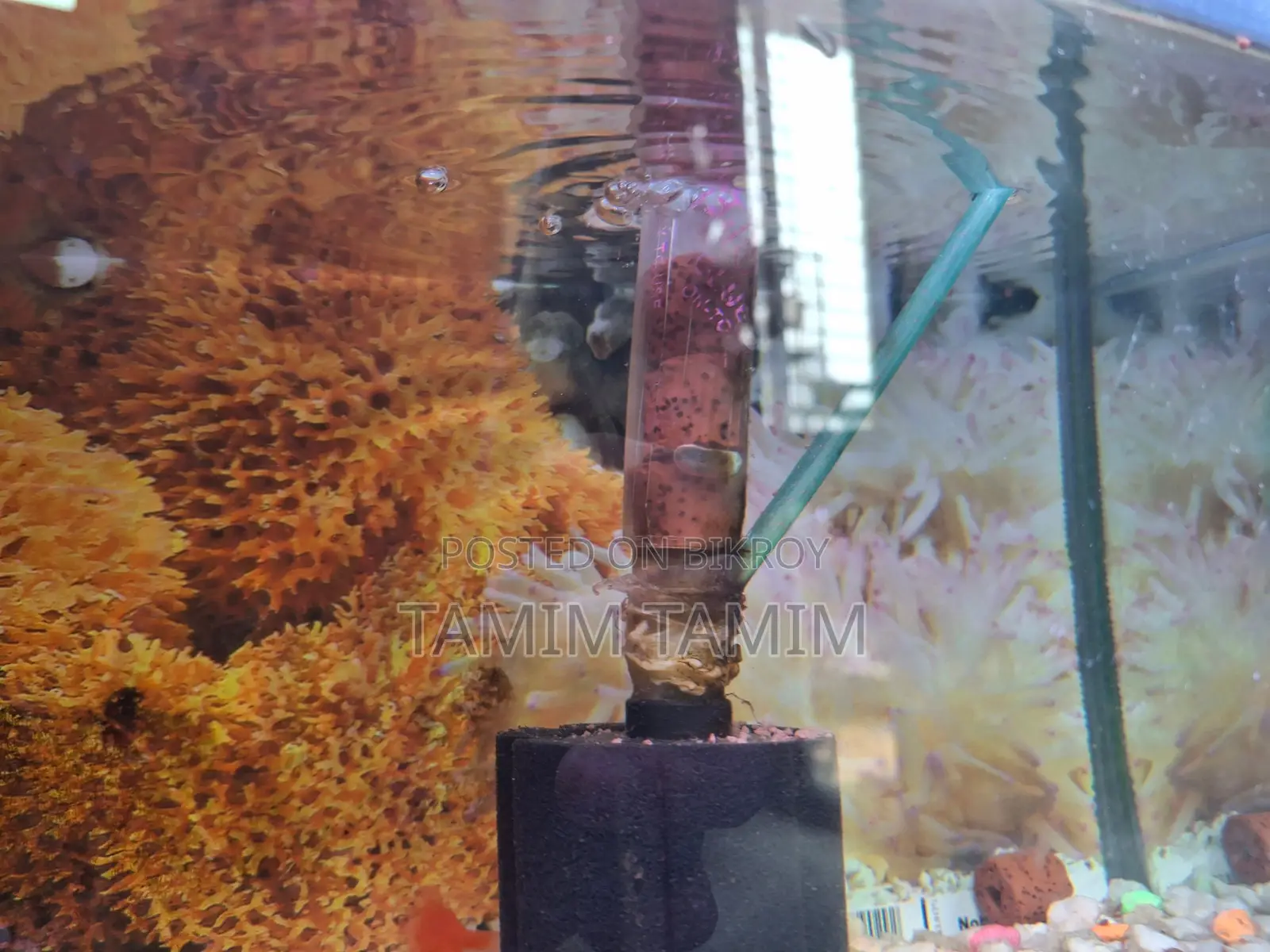 Aquarium Setup with Fish
