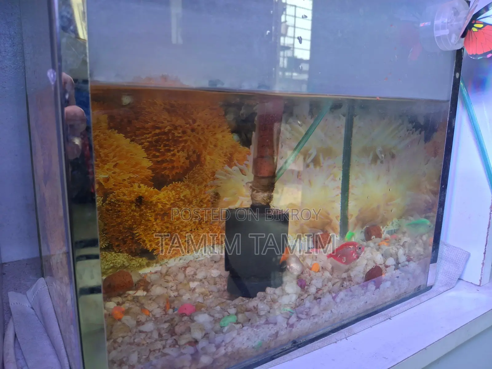 Aquarium Setup with Fish