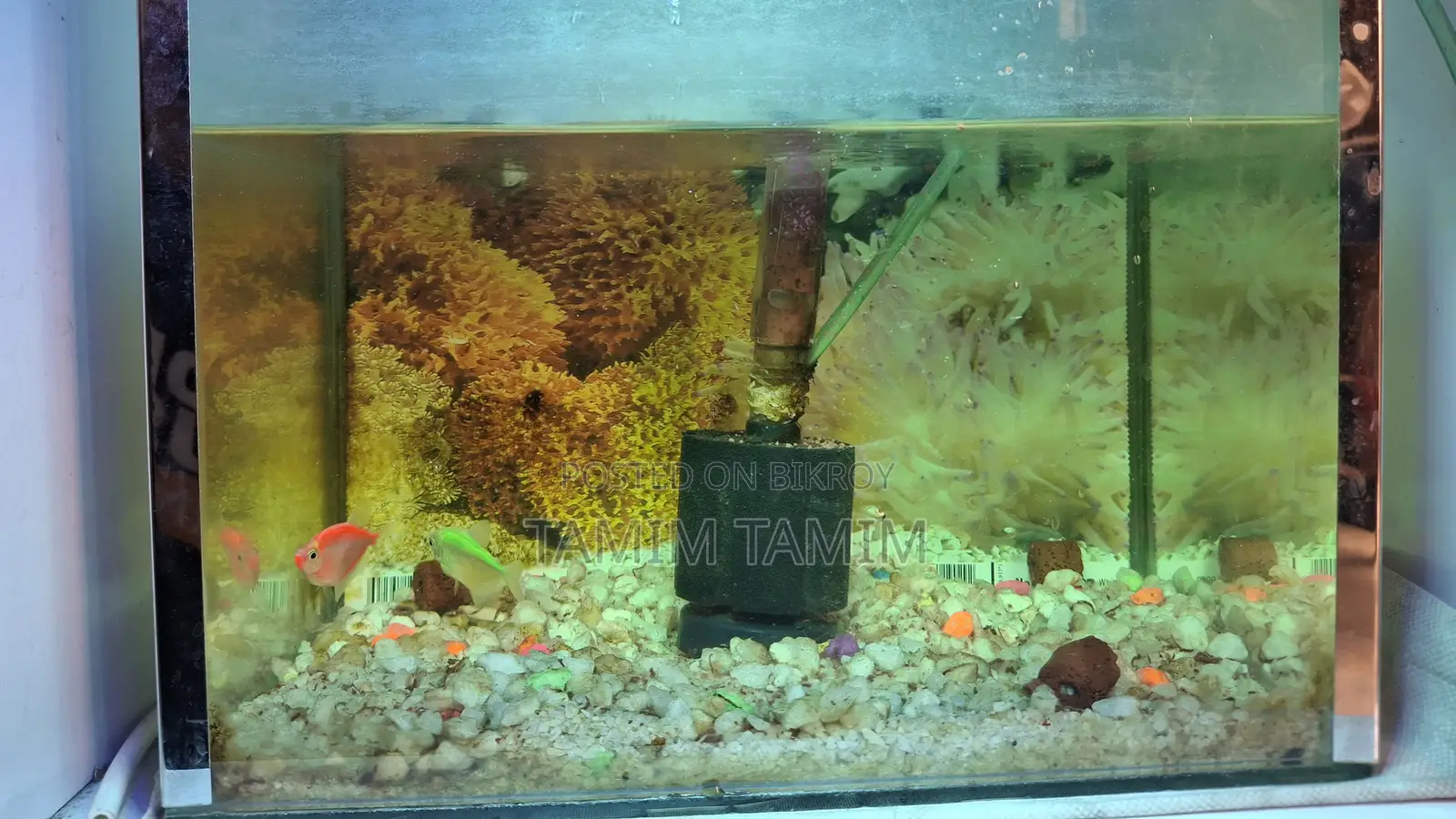 Aquarium Setup with Fish