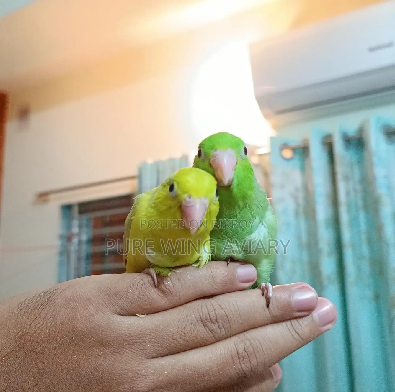 Forpus Baby Pair Tame